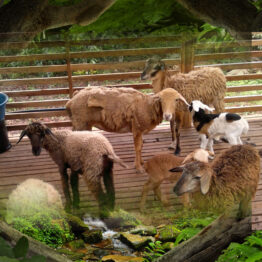 Kambing Biri-Biri / SHEEP