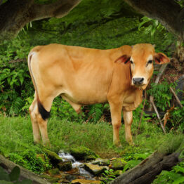 Lembu / COW